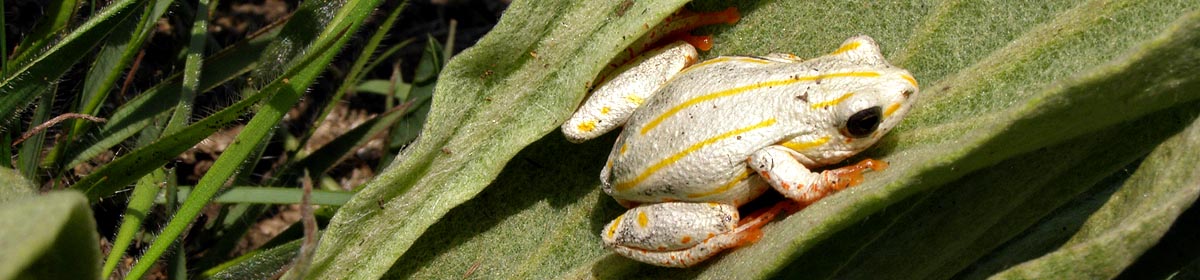 Hyperolius marmoratus, painted reed frog, Malolotja