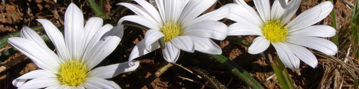 Gazania krebsiana