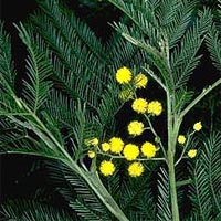 green wattle