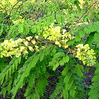 mauritius thorn