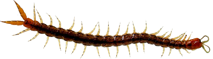 centipede