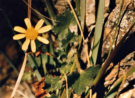 Cineraria ngwenyensis