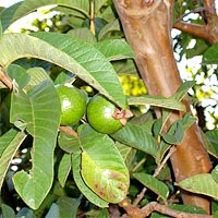 guava