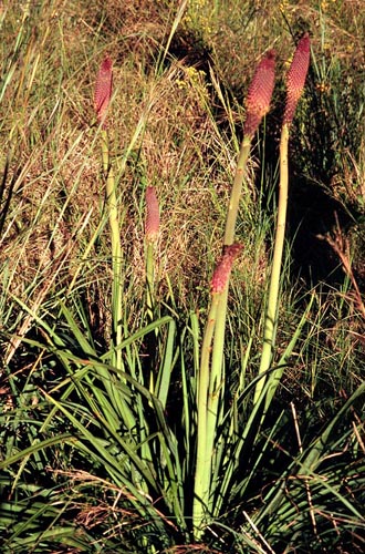 Kniphofia umbrina