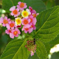 lantana