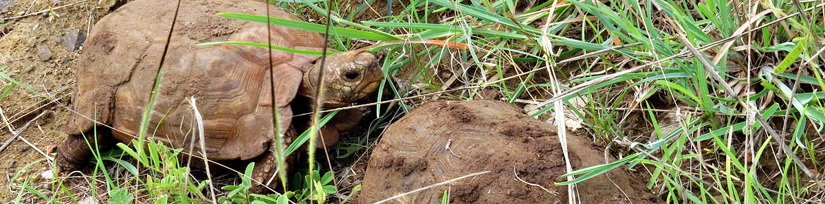 Natal hinged tortoise, Mlawula