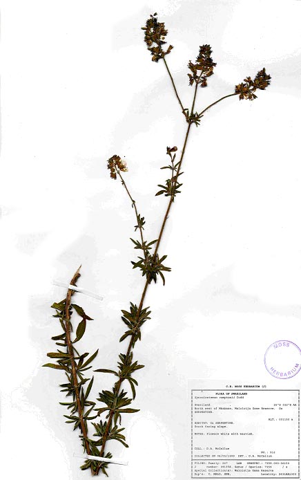 Syncolostemon comptonii