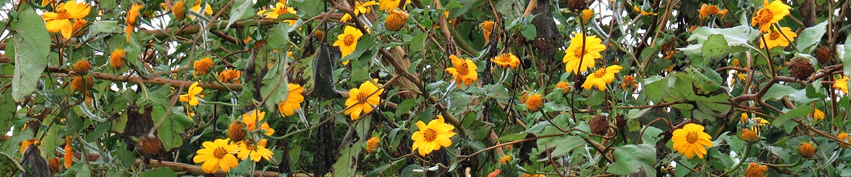 Tithonia diversifolia, invasive alien, Lubombo mountains