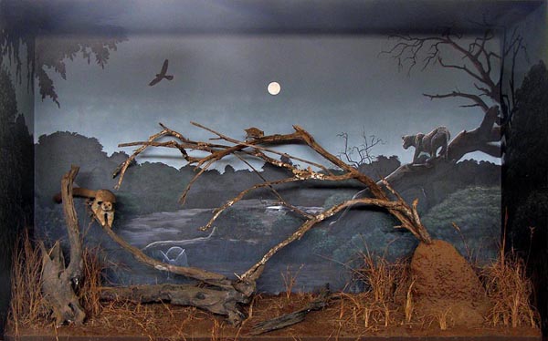 Nocturnal diorama