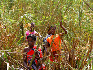 Cutting reeds