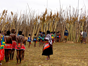 Cutting reeds