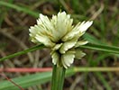 inflorescence