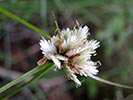 inflorescence