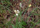 inflorescences