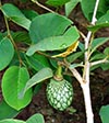 leaves, fruit