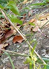 flower/leaves/pods