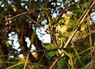 flowers, fruit