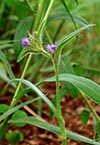 leaves, flowers