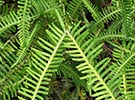 fronds