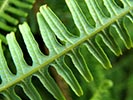 underside of frond