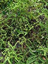 plants