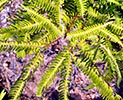 fronds