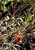 plant, leaves, inflorescence stalk