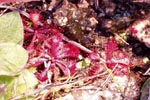 leaves