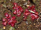 plants, leaves