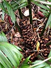 cone
