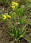 plant, flowers