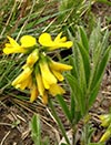 plant, flowers
