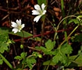 flowers, leaves