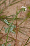 leaves, flowers