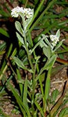 leaves, flowers