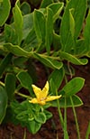 leaves, flower