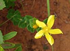 leaves, flower