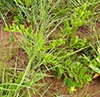 leaves, flower
