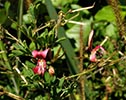 leaves, flowers, pods