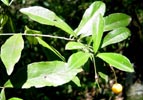 leaves, fruit