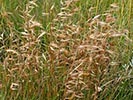 inflorescences