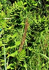 sterile and fertile fronds