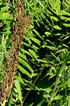 sterile and fertile fronds