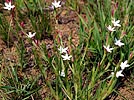 leaves, flowers