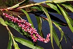 leaves, flowers