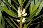 leaves, flowers