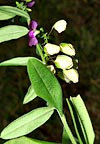 leaves, flowers