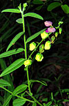 leaves, flowers