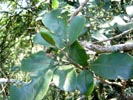 leaves, fruit