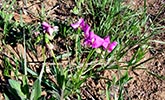 flowers, plant